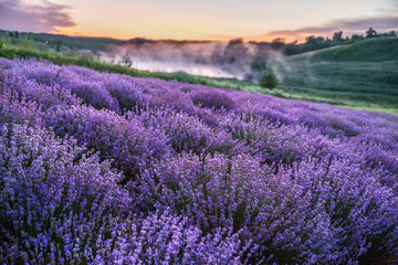 Obraz na płótnie Canvas Colorful flowering lavandula or lavender field in the dawn light.