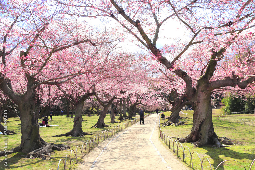 Wall mural sakura in koishikawa korakuen garden, okayama, japan