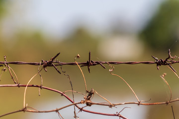 Rusted iron wire, Old barbed wire that has been used to rust