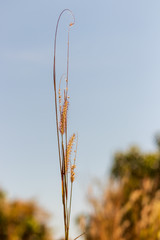Poaceae grass flower are blowing
