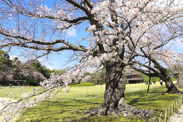 Sakura in Koishikawa Korakuen garden, Okayama, Japan