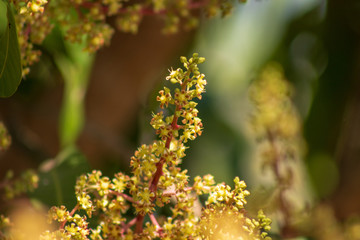 Mango flowers are tropical fruit trees