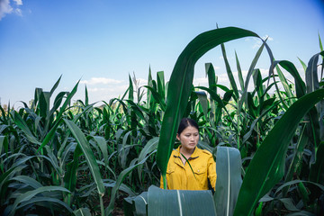 Farmers inspect the corn plants before harvesting.