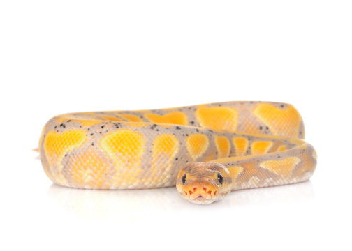 ball python in studio