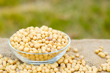 Soy bean in bowl with copy space.Close up soybean.beans dry in plate