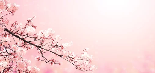 Fotobehang Prachtig magisch lentetafereel met sakura bloemen © frenta