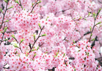 Branch of the blossoming sakura with pink flowers