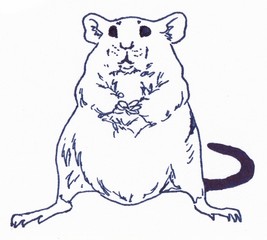 The rat is sitting. Linear illustration on a white background.