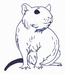 The rat is sitting. Linear illustration on a white background.