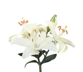 Three white lily flowers