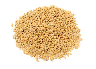 paddy on white background