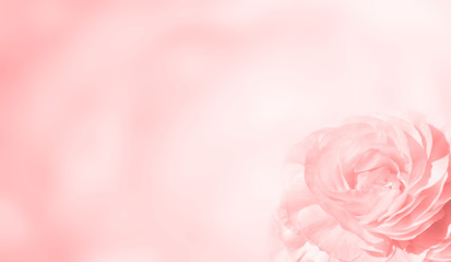 Obraz na płótnie Canvas Banner with pink rose