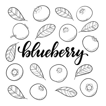 set of Beautiful cartoon black and white outline blueberries with lettering text blueberry. design holiday greeting card and invitation of seasonal summer holidays, beach parties, tourism and travel
