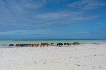 Fototapeta na wymiar Family of zebu cattle walking along the beach near sea water of Zanzibar island, Tanzania, Africa. Cows and bull with a calf on nature