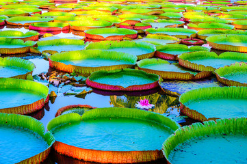 Victoria Waterlily Park in Chiang Rai Province