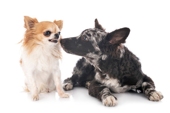 puppy mudi and chihuahua