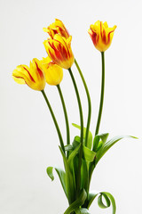 Beautiful blooming tulip flowers. Sign of spring.