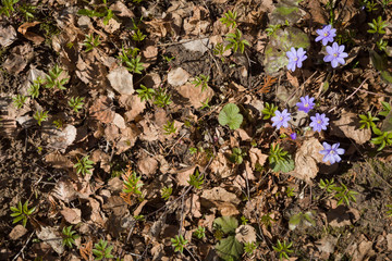 Top view of the beautiful spring snowdrops blooming with purple crocuses against the background of last year's foliage. The beginning of spring.