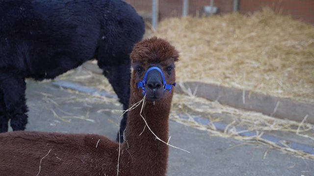 Portrait of a brown alpaca with hay in its mouth while resting on a farm.