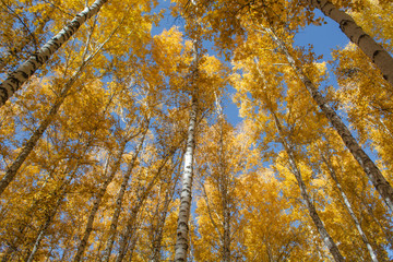 autumn birch forest covered with yellow gold leaves against the blue sky
