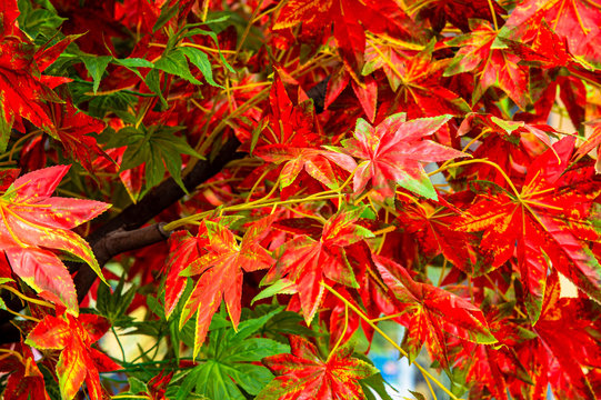 Close up beautiful artificial plastic red maple leaves texture background