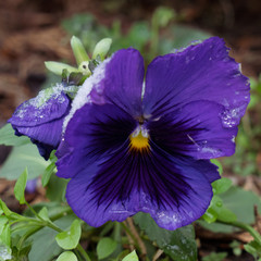 Image of flowers under the snow. Pansies.