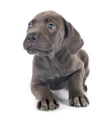 Obraz premium puppy cane corso