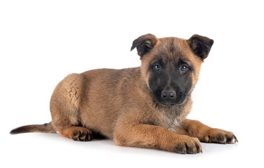 puppy malinois in studio