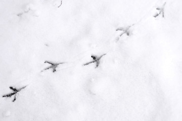Traces of bird paws on the snow. Winter background