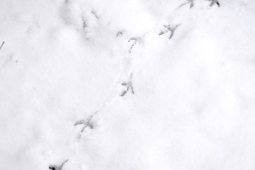 Traces of bird paws on the snow. Winter background