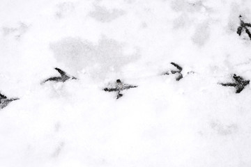Traces of bird paws on the snow. Winter background