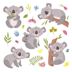 Koala bear. Australia animal, baby hugging mom. Isolated koalas on tree, flowers and nature elements. Vector exotic cuddly characters set. Illustration koala australia, wildlife mammal climb to tree © MicroOne