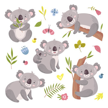 Koala bear. Australia animal, baby hugging mom. Isolated koalas on tree, flowers and nature elements. Vector exotic cuddly characters set. Illustration koala australia, wildlife mammal climb to tree