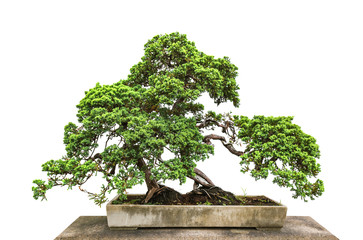 Bonsai tree on white background