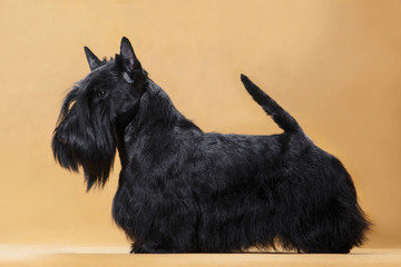 Black dog scotch terrier stands on a yellow background