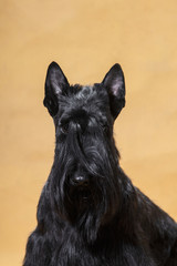 Portrait of black dog scotch terrier on a yellow background