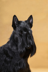 Three quarter portrait black dog Scotch Terrier on a yellow background