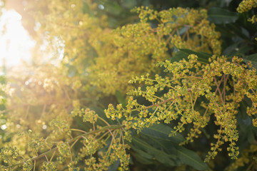 Mango flower, A branch of inflorescence mango flower.