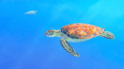 Green turtle swimming in blue sea