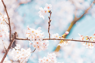 満開の桜　晴天