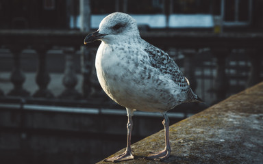 Stern Speckled Seagull 