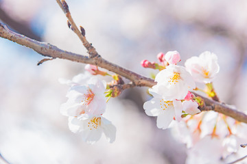 満開の桜　晴天