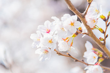 満開の桜　晴天