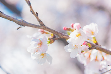 満開の桜　晴天