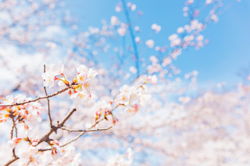 満開の桜　晴天