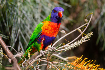 Rainbow Lorikeet (Trichoglossus moluccanus) native parrot of eastern Australia, sitting on a tree branch
