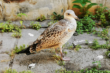 young seagull bird is resting