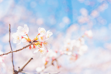 満開の桜　晴天