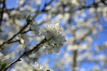Blooming twig plum among other blooming twigs on a beautiful backgroung.