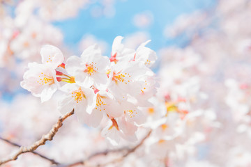 満開の桜　晴天